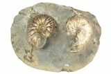 Fossil Ammonites (Discoscaphites & Jeletzkytes) - South Dakota #189341-1